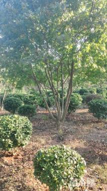 高度500厘米丛生元宝枫