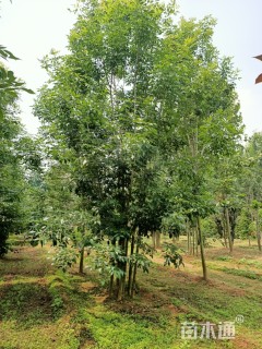 15公分白蜡
