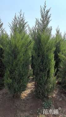 高度200厘米塔柏