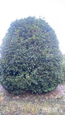 高度500厘米丛生桂花