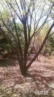 15公分元宝枫
