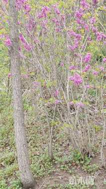 高度300厘米紫荆