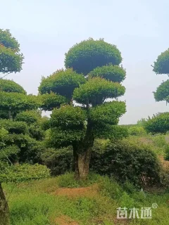 20公分造型刺冬青