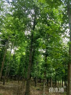 12公分北美枫香