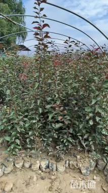 0.6公分红叶石楠