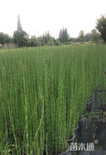 高度50厘米木贼