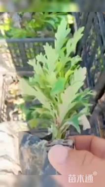 高度20厘米黄金菊