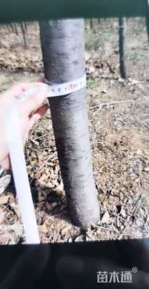 22公分紫叶李