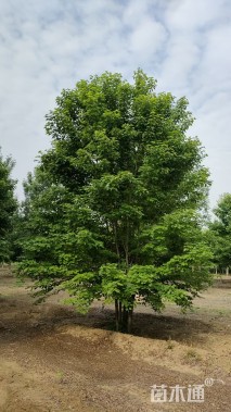 高度700厘米丛生美国红枫