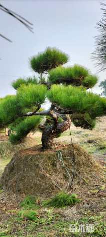 高度200厘米黑松