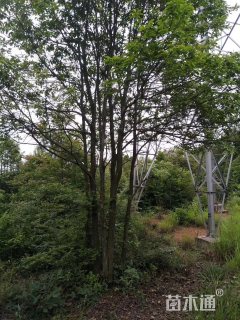 15公分红果冬青