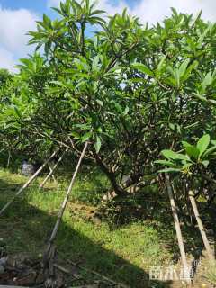 15公分黄花鸡蛋花