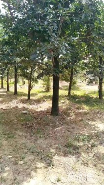 8公分柿树