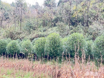 高度10000厘米老鹰茶
