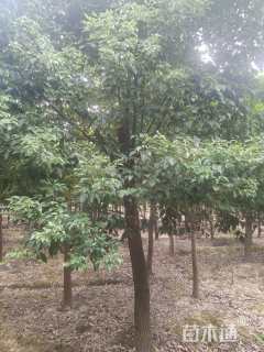 15公分香樟