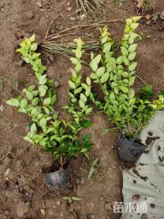 高度45厘米金森女贞