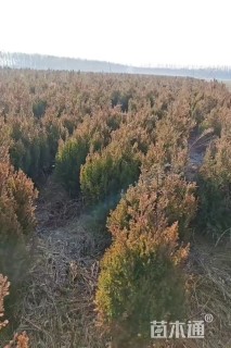 高度100厘米河南桧