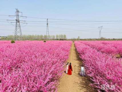 高度150厘米丛生榆叶梅