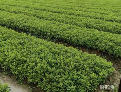 高度60厘米春鹃