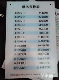 15公分金丝楠木