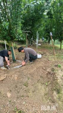 12公分西府海棠