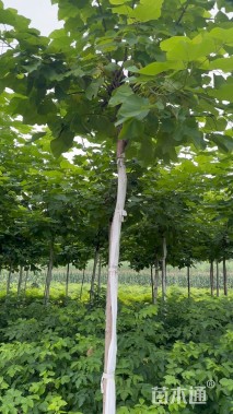 6公分楸树