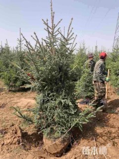 高度300厘米云杉
