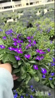 高度20厘米半边莲