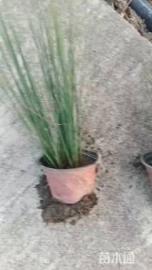 高度30厘米灯心草