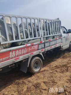 高度30厘米紫穗槐小苗