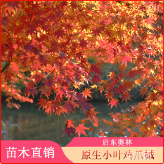 15公分小叶鸡爪槭