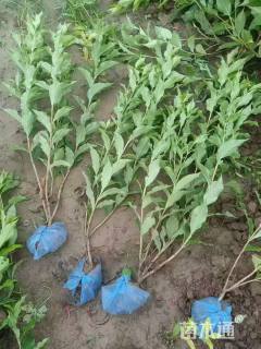 高度60厘米花叶锦带