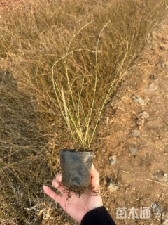 高度50厘米迎春花