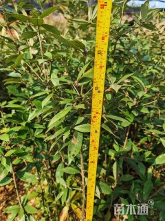 高度60厘米赤皮青冈