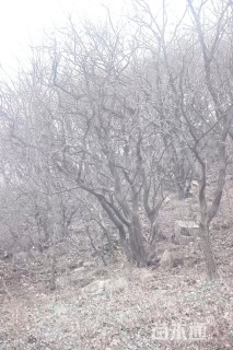 高度400厘米丛生黄栌