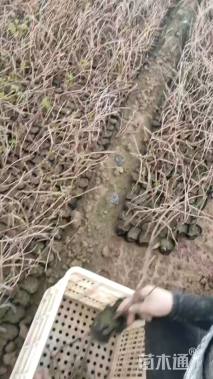 35厘米爬山虎
