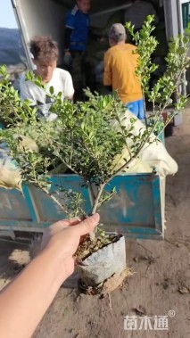 高度55厘米龟甲冬青