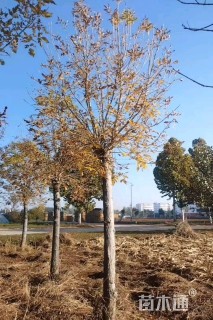 14公分金叶白蜡