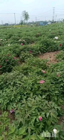 高度29厘米牡丹