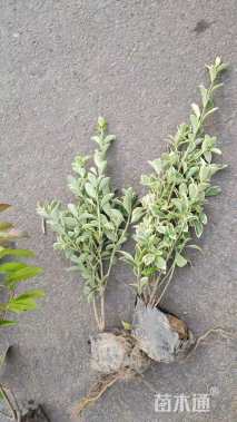 高度40厘米金边黄杨小苗