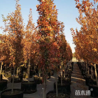 15公分沼生栎