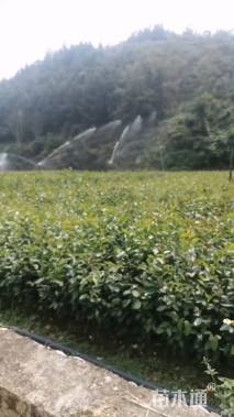 高度30厘米油茶