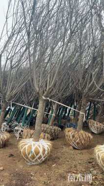 14公分日本晚樱