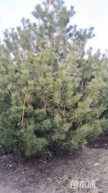 高度320厘米白皮松