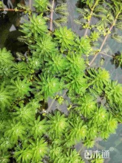 高度30厘米狐尾藻
