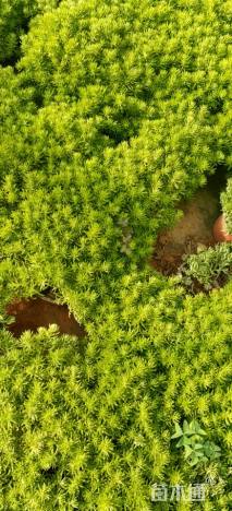 高度15厘米佛甲草