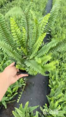 高度40厘米肾蕨