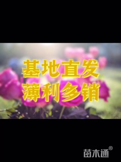高度30厘米钻石月季