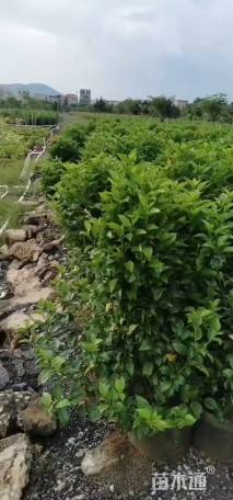高度25厘米鸭脚木