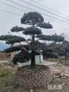 25公分罗汉松